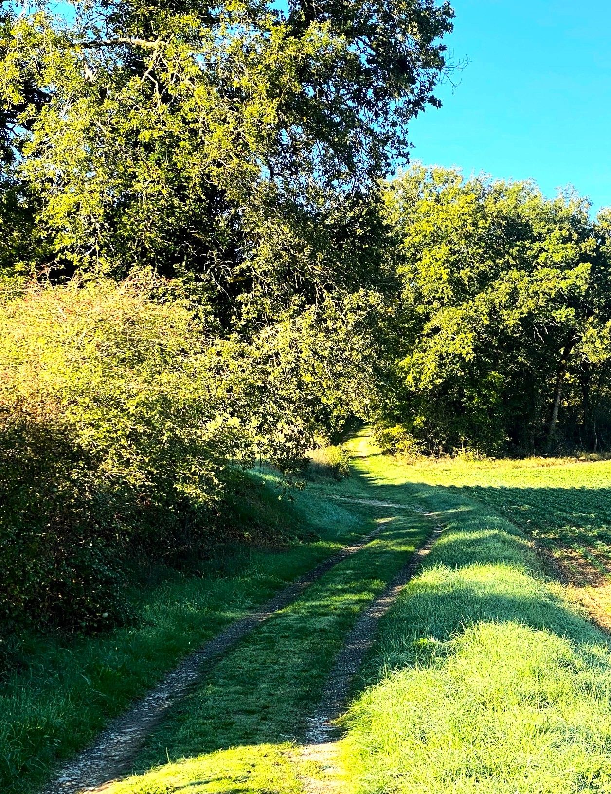 CONDAT-SUR-TRINCOU-Boucle Dronne et Trincou-Chemin