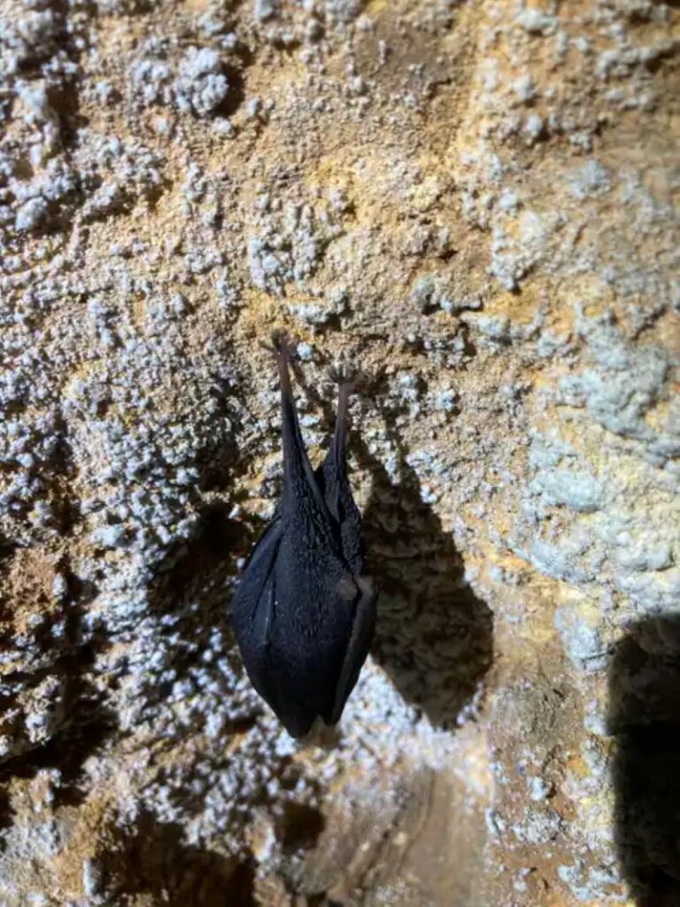 Chauve--souris3