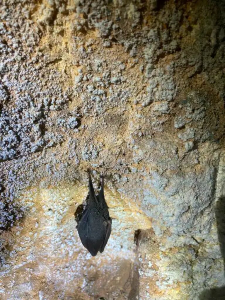 Chauve-souris1 (2)