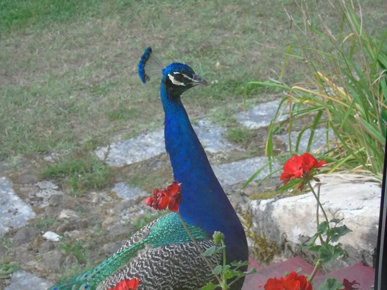 Les Jardins Tranquilles paon