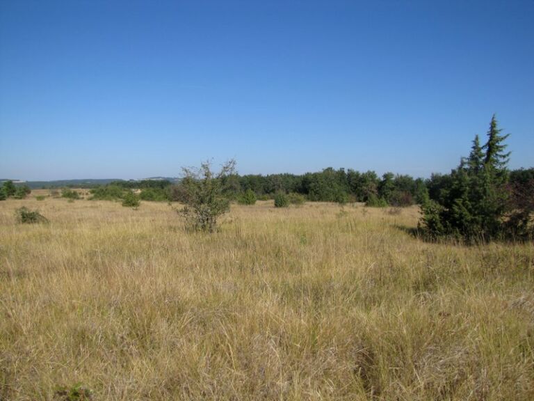 Pelouse sèche à alouette sur le plateau