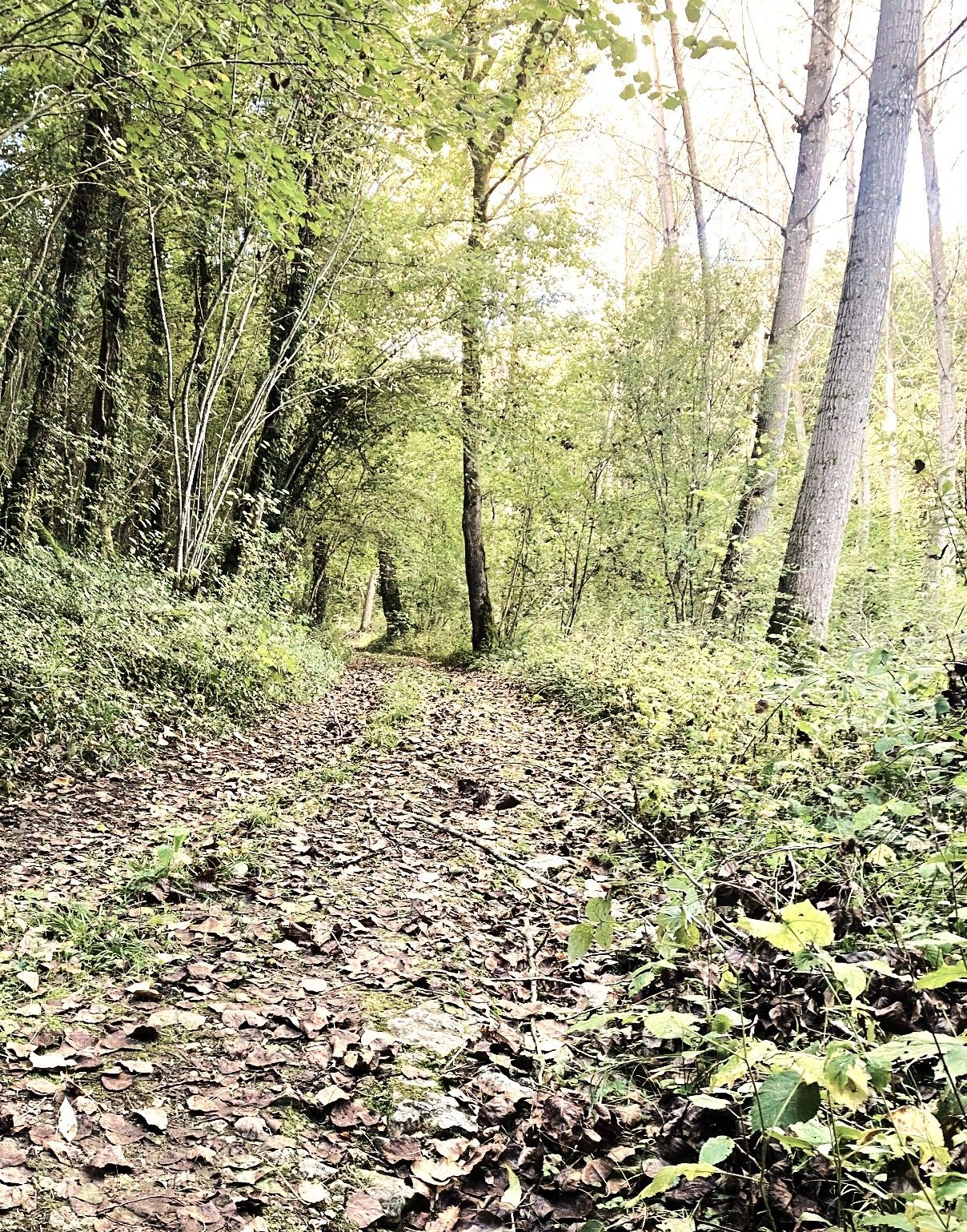 SAINT-SULPICE-DE-MAREUIL-Boucle de Saint Sulpice-Chemin